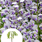 Гліцинія 3-річна китайська "Нага Нода" (Wisteria chinensis Naga Noda) С2, висота саджанця 60-100см