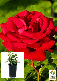 Троянда в контейнері чайно-гібридна "Royal Willams" (саджанець класу АА+)2