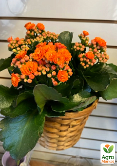Каланхое Блоссфельда "Orange" (Kalanchoe Blossfeldiana) (Нідерланди)8