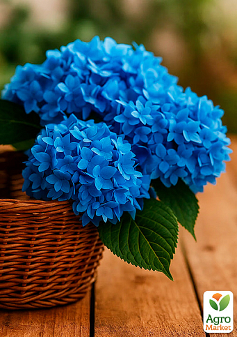 Гортензия крупнолистная 2-х летняя "Nico Blue" высота саженца 20-40см - фото 2