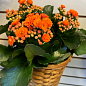 Каланхое Блоссфельда "Orange" (Kalanchoe Blossfeldiana) (Нідерланди)