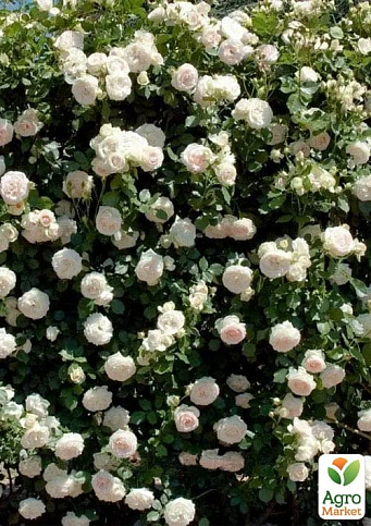 Роза плетистая "Мон Блан" (саженец класса АА+) высший сорт