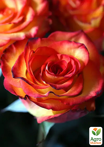 Троянда чайно-гібридна "Хай меджік" у контейнері, вищий сорт - фото 6