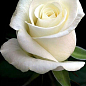Роза чайно-гібридна "White Christmas"