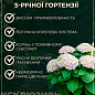 LMTD Гортензія macrophylla "Magical Greenfire" 5-річна (висота 45-75см) купить