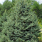 Ель голубая "Meyeri" (горшок P9)