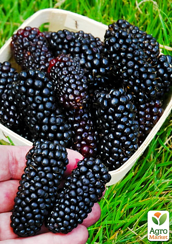 Ежевика гигант "Прайм Арк Фридом" (ремонтантный, бесшипный гибрид супер раннего созревания)