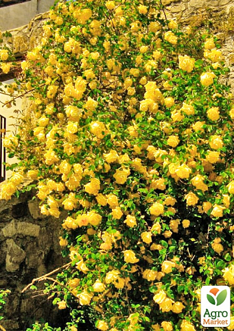 Роза плетистая "Лаура Форд" (саженец класса АА+) высший сорт - фото 3