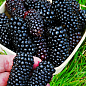 Ежевика гигант "Прайм Арк Фридом" (ремонтантный, бесшипный гибрид супер раннего созревания)