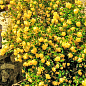 Троянда плетиста "Лаура Форд" (саджанець класу АА+) вищий сорт цена