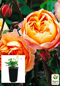 Троянда в контейнері чайно-гібридна "Каралуна" (саджанець класу АА+)1
