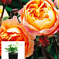 Троянда в контейнері чайно-гібридна "Каралуна" (саджанець класу АА+)