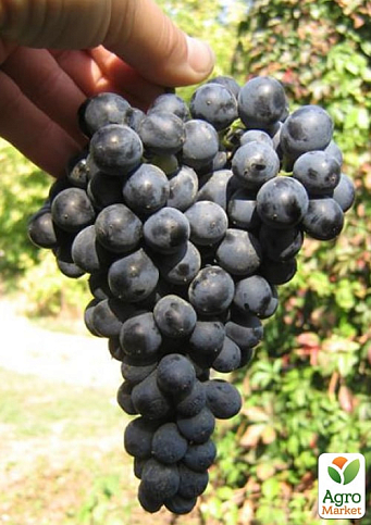 Виноград винний "Бастардо" (укорінений саджанець у контейнері)