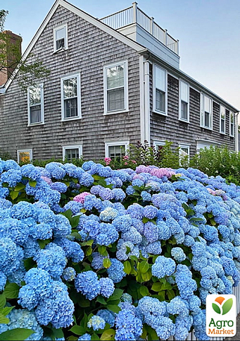 Эксклюзив! Гортензия крупнолистная насыщенно-синяя "Космическое притяжение" (Cosmic attraction) (премиальный, болезнеустойчивый, морозостойкий сорт) - фото 5