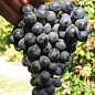 Виноград винный "Бастардо" (укорененный саженец в контейнере)