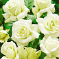 Роза чайно-гибридная "Жаде" (саженец класса АА+) высший сорт