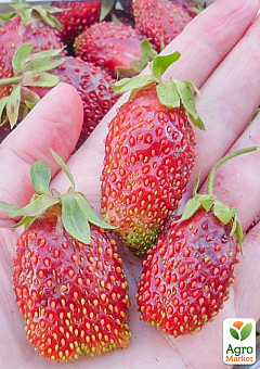 Земклубника "Купчиха" (укорененная в горшке р9)8
