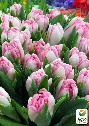 Тюльпан "Foxtrot" 