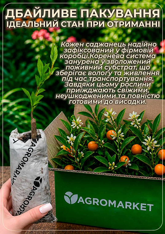 Кумкват "Хиндши" - фото 3