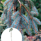 Ель колючая на штамбе "Glauca Pendula" С3, высота 40-50см