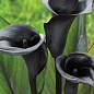 Калла "Black Diamond"