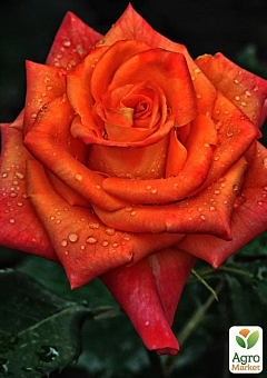 Роза чайно-гибридная "Анжелика" (саженец класса АА+) высший сорт1