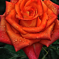 Троянда чайно-гібридна "Анжеліка" (саджанець класу АА +) вищий сорт