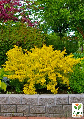 Барбарис Тунберга "Golden Dream" 