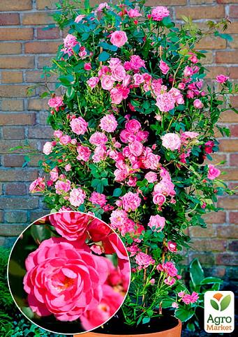 Троянда плетиста "Буги Вуги" (саджанець класу АА+) вищий сорт