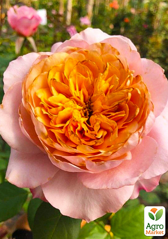 Роза шраб "Мияби" в контейнере, высший сорт - фото 6