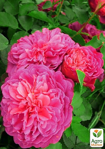 Роза английская плетистая "Розовый Лед" (саженец класса АА+) высший сорт - фото 3