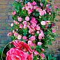 Троянда плетиста "Буги Вуги" (саджанець класу АА+) вищий сорт