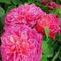 Роза английская плетистая "Розовый Лед" (саженец класса АА+) высший сорт цена