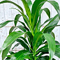 LMTD Драцена на штамбе "Deremensis" (высота 50-70см)