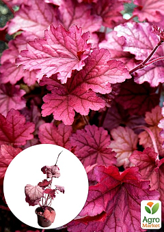 Гейхера (Heuchera) "Berry Smoothie" С1 (высота 15-30см) 1 саженец в упаковке