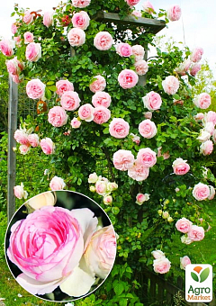 Троянда в контейнері плетиста "Pierre de Ronsard" (саджанець класу АА+)1