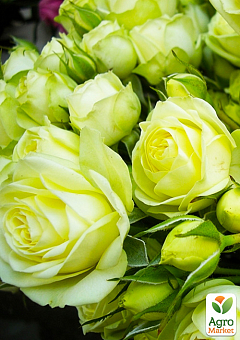 Роза мелкоцветковая (спрей) "Lovely Green" (саженец класса АА+) высший сорт6