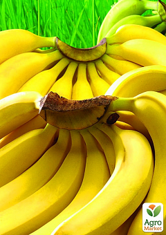 Банан Карликовий Кавендіш (Dwarf Cavendish)1