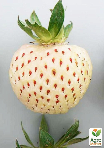 Эксклюзив! Клубника "Альпийская чистая душа" (премиальный сорт) - фото 6