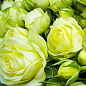 Троянда дрібноквіткова (спрей) "Lovely Green" (саджанець класу АА +) вищий сорт
