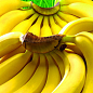 Банан Карликовий Кавендіш (Dwarf Cavendish)