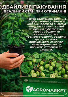 Актинідія аргута "Харді Ред" (міні-ківі, морозостійкий сорт)13