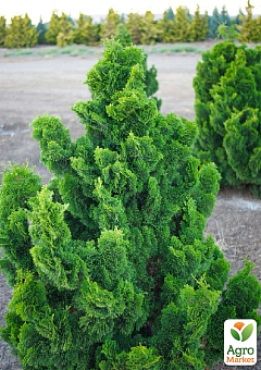 Кіпарисовик Обтуза "Nana Gracilis" С5, висота 30-40см30