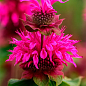 Бергамот (Монарда)  "Bee Free"