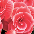 Бегонія квітуча "Camellia"