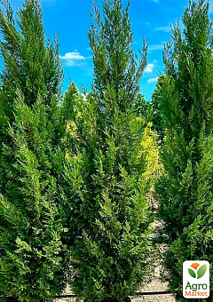 Купрессоципарис Лейланда "Pyramidalis", С5 висота 80-100см30