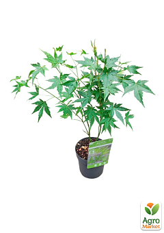 LMTD Клен пальмолистий 2-х річний "Going Green" (40-50см)22