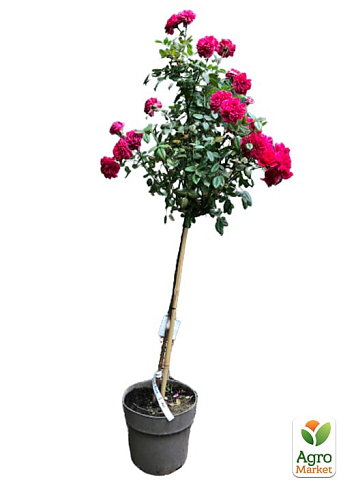 LMTD Троянда на штамбі 5-річна "Royal Pink" (укорінений саджанець у горщику, висота 130-150см) - фото 4