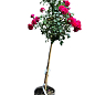 LMTD Роза на штамбе 5-и летняя "Royal Pink" (укорененный саженец в горшке, высота130-150см)