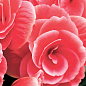 Бегонія квітуча "Camellia"